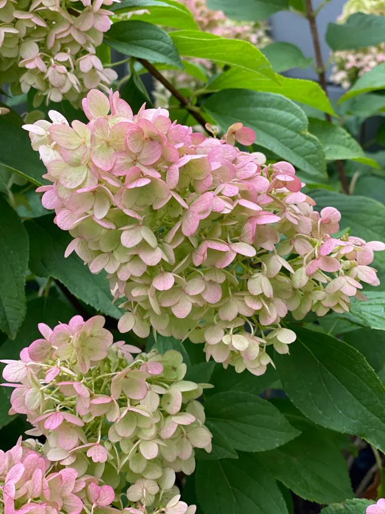 Rosa-weiße Hortensienblüten im Garten