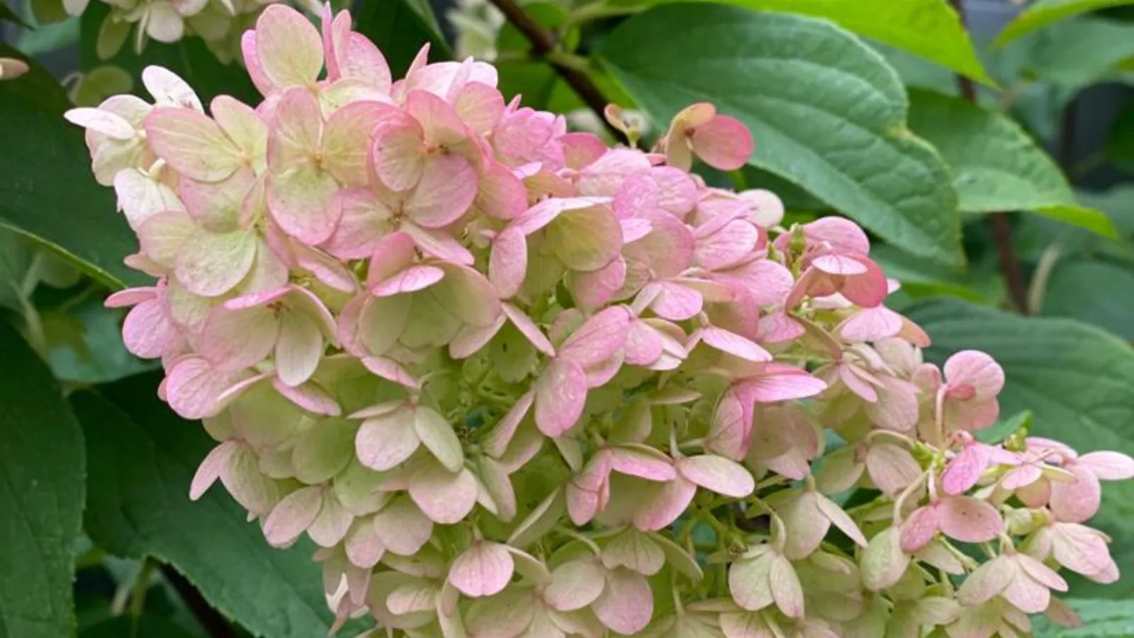 Rosa-weiße Hortensienblüte zwischen grünen Blättern